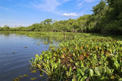 Panoramic View of a Typical Pantanal River, Mato Grosso, Brazil Stock ...