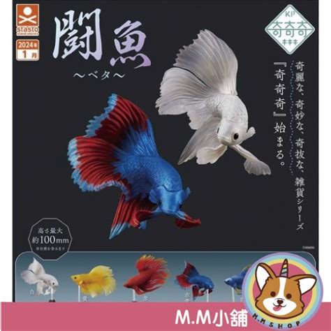 【m M小舖】『預購』 1月 Standstones 轉蛋 扭蛋 鬥魚 Betta 魚 觀賞 公仔 奇奇奇 戰鬥 全6款 蝦皮購物