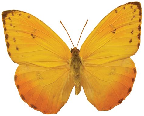 Butterfly PNG Images Transparent Free Download - PNG Mart