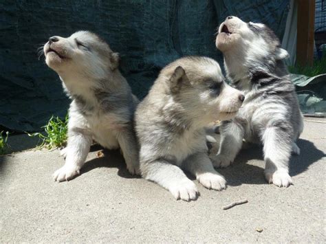 Jaké jméno dát pejskovi? - Psí jména