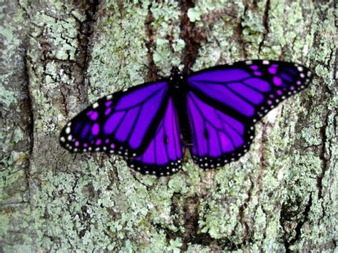 For Purple Butterfly | Page 2 | My PTSD Forum Purple Love, All Things