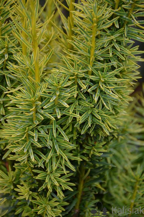 Taxus Baccata David Cis Pospolity