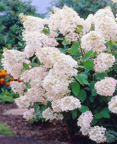 Гортензия метельчатая «Грандифлора» (Grandiflora): купить саженцы в ...