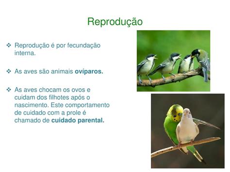 Todas As Aves São Exclusivamente Ovíparas - PPT - Classe das Aves PowerPoint Presentation, free download - ID:5664212