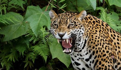 Felinos Com A Mordida Mais Forte - Confira o top 10 das mordidas mais fortes do reino animal
