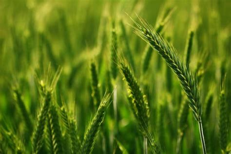 triticale stock  pictures royalty  images istock