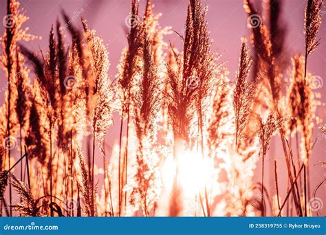 Dry Grass In Sunset Sunlight Beautiful Plant On Sunrise Sky Background Nature At Sunrise Stock