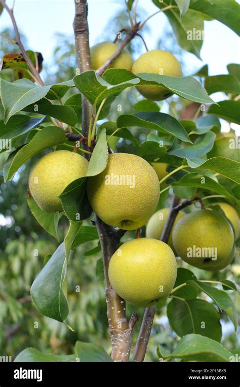 In The Orchard Pears Ripen On The Tree Branch Stock Photo Alamy