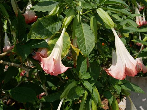 El Floripondio
