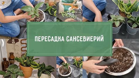ПЕРЕСАДКА сансевиерий: ГРУНТ, корни, полив. - YouTube