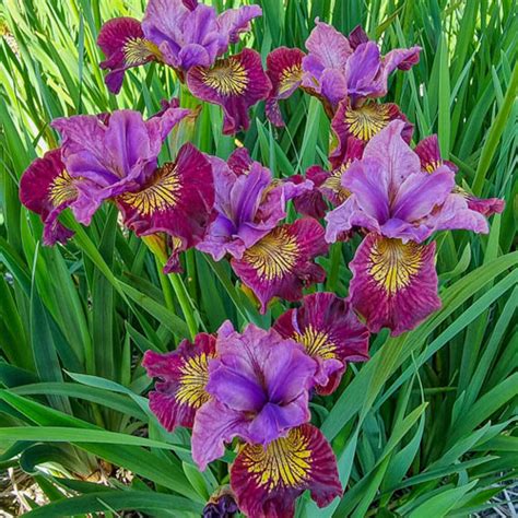 Miss Apple Siberian Iris | Buy Now | Breck's