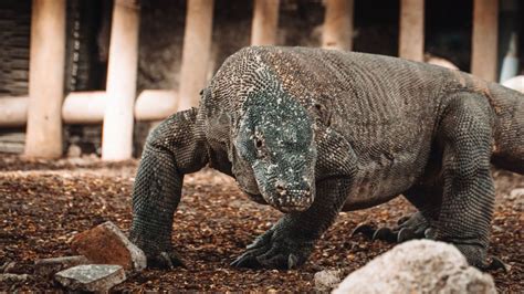 Komodo Dragon Fact Sheet Blog Nature Pbs