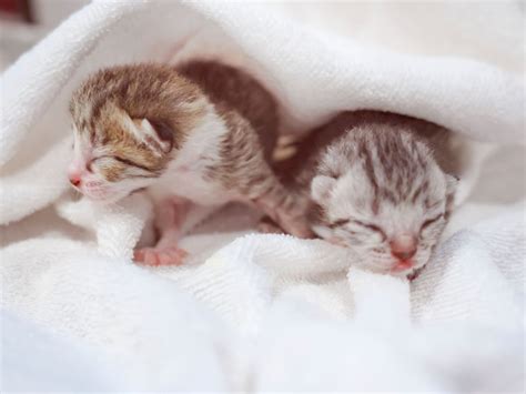 Kitten development from birth to adulthood | Royal Canin US