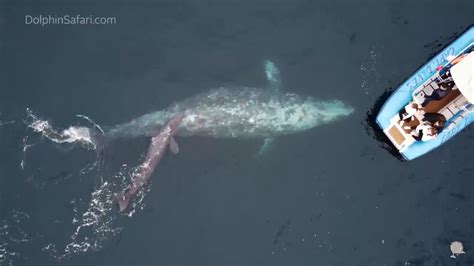 Extremely rare gray whale birth captured on camera, possibly for the ...