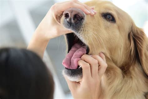 What To Expect From Dog Tooth Extraction