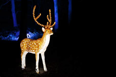 Illuminated Reindeer Free Stock Photo - Public Domain Pictures