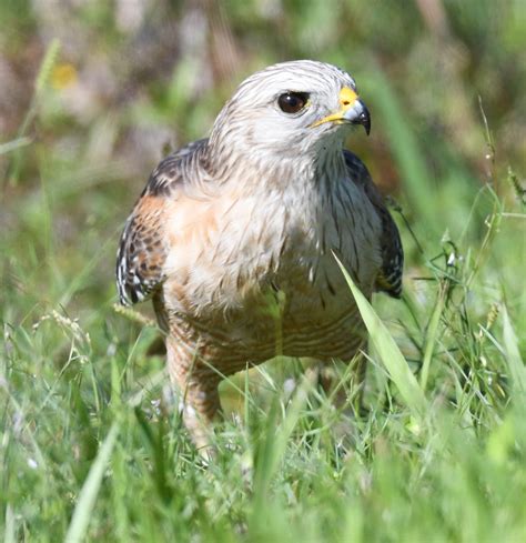 Red-shouldered Hawk Gallery - Flying Lessons