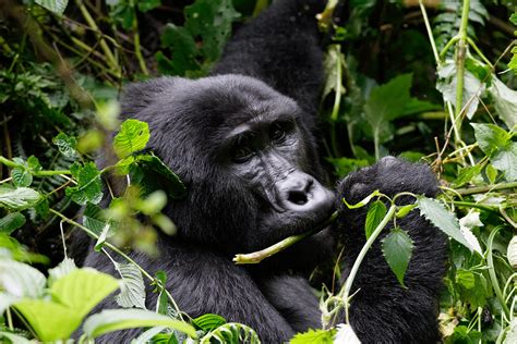 Budget Uganda Gorilla Safari Kigali Safari Vacations Travel Services