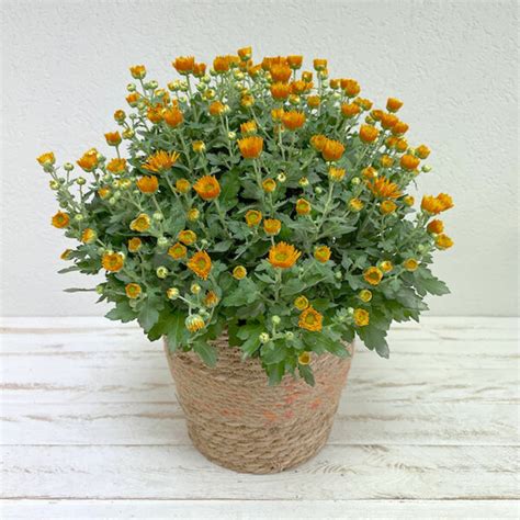 Chrysanthème orange Plante Plus de Fleurs