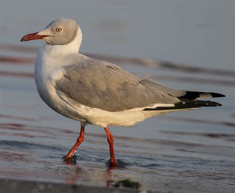 grey headed gull owen deutsch photography