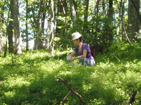 mnogobrojna ljekovita svojstva borovnice narodninet