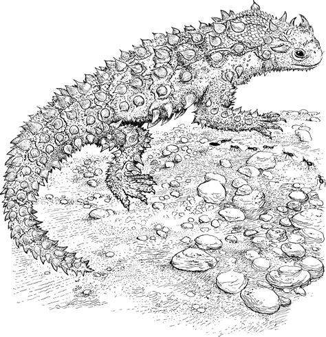 Printable Lizard Coloring Pages - Printable Templates