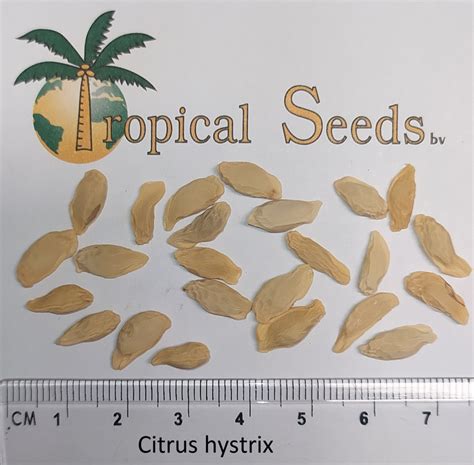 Citrus Hystrix Seeds