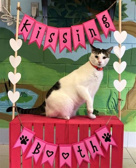 LA County Animal Care and Control rescues more pets than ever before 18