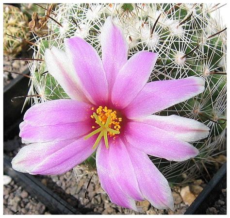 Pink - Lady Foto & Bild | pflanzen, pilze & flechten, kakteen ...