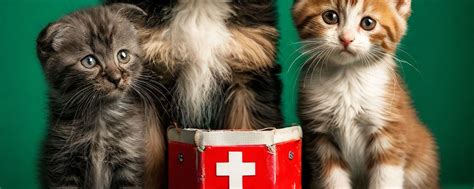 Защита животных | Чёрные приюты | Animal Alert | Инициативной группой ...
