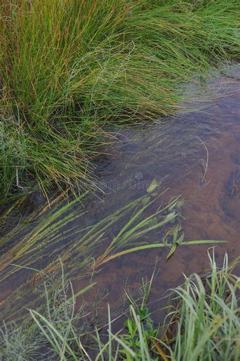 Field stream stock photo. Image of density, natural - 140138140