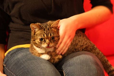 Cat with Down Syndrome: A Complete Guide to Understanding This Rare ...