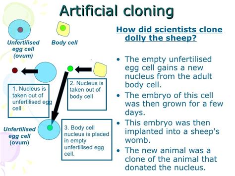 Lesson 14 Natural And Artificial Cloning