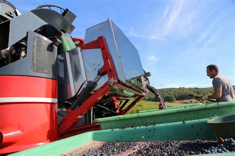 Harvesting of grapes stock photo. Image of field, farm - 126182782