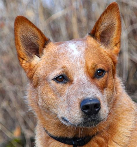 Rules of the Jungle: Blue heeler dog