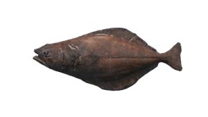 Halibut | Stellar Blade Wiki