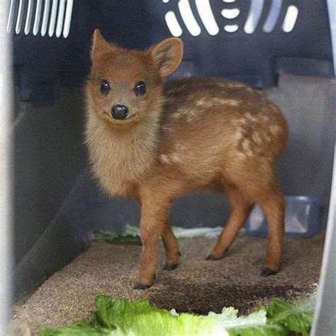 pudu deer   worlds smallest deer    bamboo