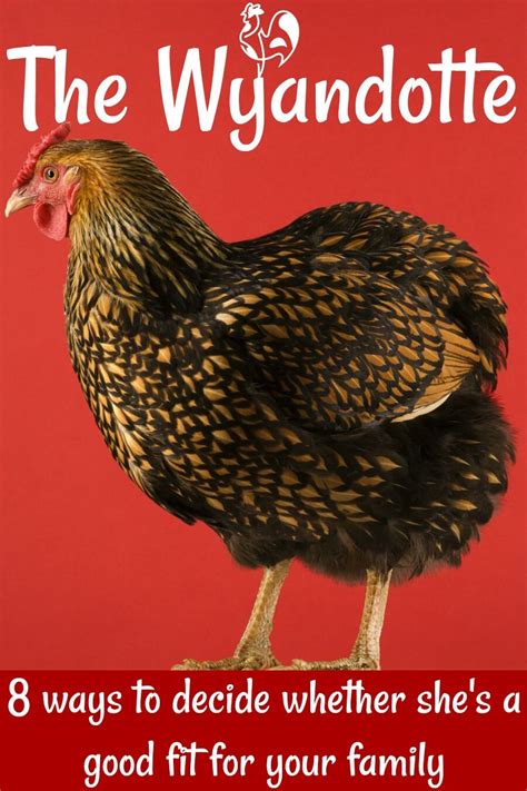 Types Of Wyandotte Chicken