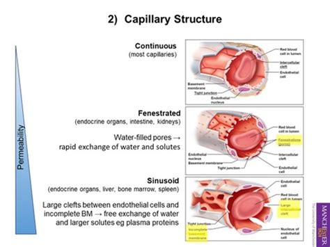 Body Systems Capillary Exchange Flashcards Quizlet