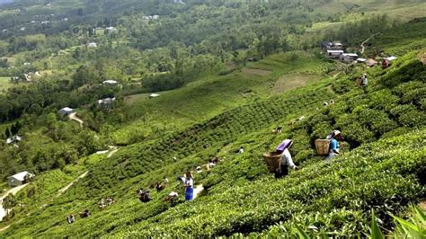 Kanyam Tea Garden-Pocket zone of Himalayan tea - Wonders of Nepal