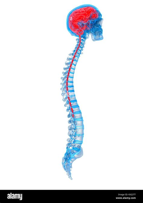 Human brain and spine hi-res stock photography and images - Alamy