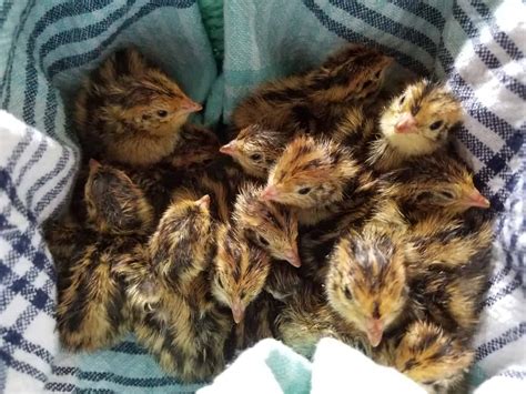 what do baby japanese quails eat - Roselee Cason