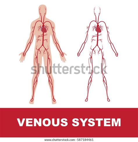 Vector Illustration Human Venous System Isolated Stock Vector (Royalty ...