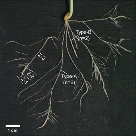 1 Seminal Type A And Adventitious Type B Roots In 14 Day Old Barley Download Scientific