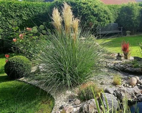 Кортадерия "Пумила" / Cortaderia selloana "Pumila" (пампасная трава ...