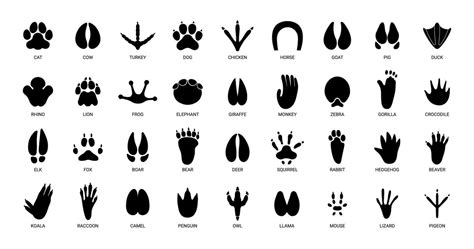 Animals Footprints Prints Animal Bird Paw Wildlife Foot Icon