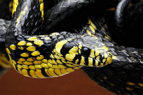 Cobra Preta E Amarela É Venenosa - Cobra Caninana – Cobra Preta e Amarela – COBRAS