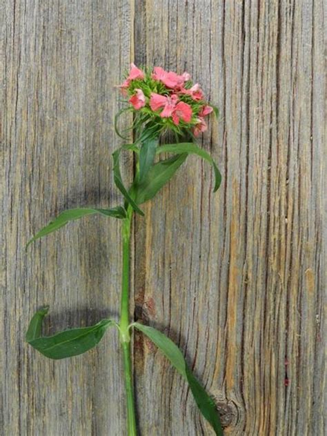 Wholesale Gypsy Salmon Coral Dianthus Delivered Online Flowerfarm