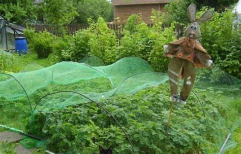 5 способов, как отпугнуть птиц с огорода и сохранить урожай