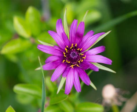 Salsify Care in Pots Tips | Growing Tragopogon Porrifolius ...